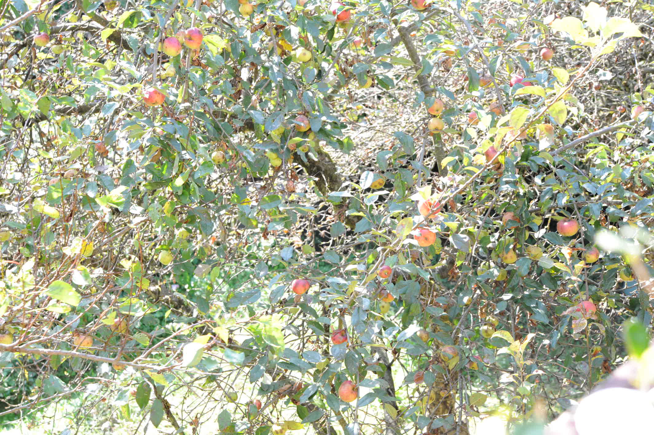 Apfelbaum